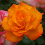 사하라 장미꽃나무 묘목 3년생 장미넝쿨 덩굴식물 사계장미 주황 : 한밭농원