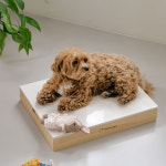 [투인플레이스 서랍형] 고양이 강아지 대리석 쿨매트 편백프레임 세트 M 중형 : 투인플레이스