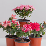 봄꽃 철쭉 연산홍 아젤리아 향기나는꽃 화분 야생화 종류 묘목 식물 : 피플랜트