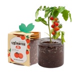 콘티S 식물재배키트 어린이집 유치원 초등학교 텃밭 씨앗 방울토마토 키우기 : 콘티