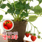 딸기 모종 고슬 설향 금실 딸기 키우기 반려식물  화분 베란다 사철 열매 채소 : 가든보라