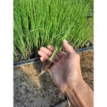 미소화원농장 대파 모종 (1개) : 미소화원농장