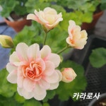 카라로사 러시아제라늄 No.R8 : 안동 제라늄 허브팜