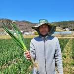 노지에서 자란 진도농부 흙대파 5kg : 진도그루브