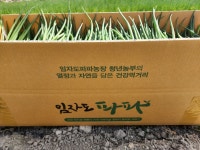 해풍 맞은 청정 임자도 흙쪽파 5kg - 1개 : 임자도파파농장 대파 양파