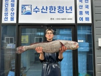 자연산 민어회300g 민어포 민어전 민어회 탕감 뼈 서더리 매운탕 : 수산한 청년