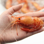 (참) 활 독도새우 꽃새우 닭새우 생물 산소포장 500g : The조은생활