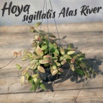 호야 시길라티스 알라스 리버 / 행잉 희귀식물 희귀호야 공기정화 : Poetry garden