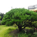 반송나무 폭60~70cm 소나무 조경수 : 대영나무마켓