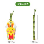 개운죽 키우기 자연물 만들기 동물 스티커놀이 식목일 봄 어린이집 초등 수경 원예 10인용 : 퍼니 팩토리