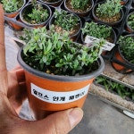 노지월동 장기개화 야생화 석죽 장백 사계패랭이 장미패랭이 핑크폼폼 : 웃음꽃농장