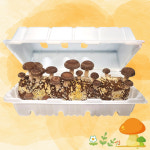 버섯키우기 표고 버섯 키우기 키트 더채움 : 주식회사 더채움