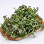 봄의 진한 향기 직접선별 국내산 쑥 특 500g : 익산원예농협 농협이마켓