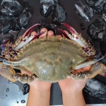 24년 신안 햇꽃게 산지직송 제철 급냉 꽃게 2kg : 남도삼대농수산