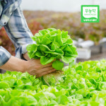 행복한쌈 친환경(무농약) 유럽쌈채소 1kg : 꽃매밥상스마트팜농장
