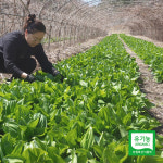 강원도 홍천 유기농 명이나물 1kg 산마늘 잎명이나물 : 참쌀닷컴