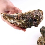 산지직송 제철 통영 굴 각굴 석화 2kg 4kg : 숨비해물