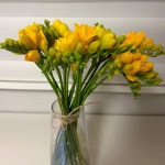 (꽃집브라더) 프리지아 후리지아 공동구매 생화 한단 생화택배 꽃다발 : 꽃집브라더