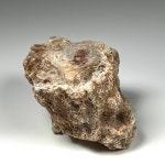 나무 화석 규화목 Petrified wood Fossil 화석표본 중생대 백악기화석 : 석보 코리아