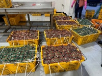 태안 신진도 꽃게 알배기 암꽃게 제철 봄암꽃게 활꽃게 1kg : 신진도 희망수산