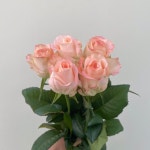 하젤 반단 농장직송 졸업 생일 축하 장미꽃 꽃선물 장미 스승의날 어버이날 기념일 : 송현장미