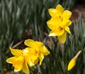 [평창][3포트]수선화 : 소중한 식물원