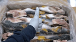 손질 까치복 15kg 500/700 약30마리 업소용 복어 도매 수입산 중국산 : 해물도사