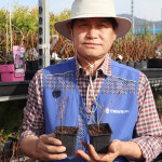 단풍철쭉나무 묘목 왜성 2년생 방울철쭉 캄파눌라투스 : 한밭농원