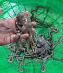 [자연산]산낙지 고흥낙지 세발 뻘낙지 국산 활낙지 생낙지 : 동해바람 제철음식농수산