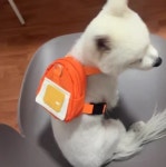 강아지 가방 하네스 애견 가방 백팩 : 몽타운