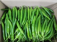 롱그린고추 특상품 1박스(10kg내외) : 찬들유통