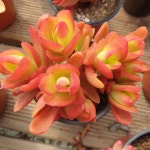 [수암다육] 화제 랜덤발송 Crassula capitella Campfire 다육 다육이 다육식물 반려식물 국민다육 아프리카식물 169 : 수암다육농장