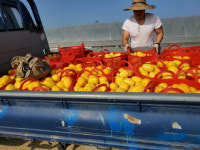 못난이 성주참외 5kg : 갑을농수산