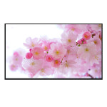 삼성전자 KU75UD7030FXKR 75인치 각도조절 벽걸이 1등급 Crystal UHD TV 대성가전 : 대성종합가전