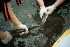 으뜸수산 고창풍천장어 생장어(손질 후 600g내외) : 고창 마켓