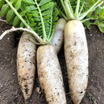 맛 좋은 직접선별 단단한 아삭아삭 제철 무우 무 특품 : 익산원예농협 농협이마켓