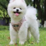 칠전몰 강아지 하네스 L 핑크 반려견치석 애견치석제거 강아지치아관리 : 칠전스토어