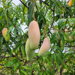 항공직송 태국 골드망고 마하차녹 무지개 망고 : 배부른농장