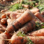 구좌 흙 당근 3kg 5kg 10kg 햇당근 특품 주스용 : 룰루네상점