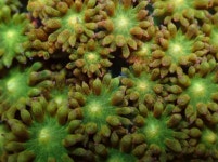 CE 후르츠 펀치 고니오포라 : 코통령