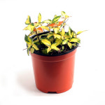 반려식물 황금마삭줄 모종 공기정화나무 분갈이 공부방 : 꿈의만물상