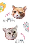 [북성로사진관]귀여운 고양이 김슈슈 김동동 스마트톡 2종 야옹이 아크릴 그립톡 : 채즈칩스 스토어
