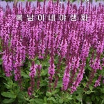 살비아 메를로 로즈 [4포트 복남이네야생화 모종 허브 깨꽃 샐비어 세이지 sage] : 복남이네야생화