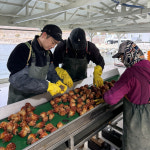 통영 제철 활 멍게 깐멍게 : 춘백이수산