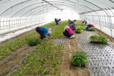 익산 꿀고구마모종 무균 1단 약100주 : 익산 삼형제 고구마농장