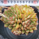 [수암다육] 예봉이 랜덤발송 Echeveria 다육 다육이 다육식물 반려식물 국민다육 630 : 수암다육농장