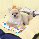 강아지 쿨매트 여름 방석 쿠션 애견 고양이 반려동물 인견 파우치 블랭킷 쿨패드 젤리곰 소 : 해피앤퍼피