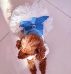 몽타운 강아지 드레스 원피스 블라우스 (S-XL) 비숑 말티즈 옷 : 몽타운