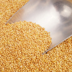 백기장 150g 앵무새먹이 앵무새간식 햄스터 토끼 데구 다람쥐 사랑앵무먹이 핀치류 모이 : 앵무새장난감 우리버드