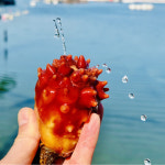 통영 제철 활 멍게 깐멍게 : 춘백이수산